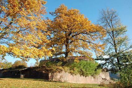 Hochburg Castle, Yellow tree in fall