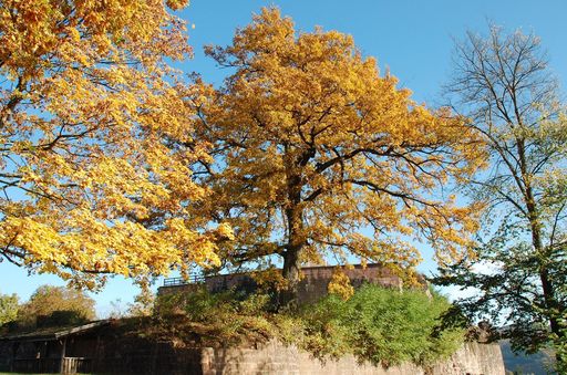 Ruinen der Hochburg bei Emmendingen